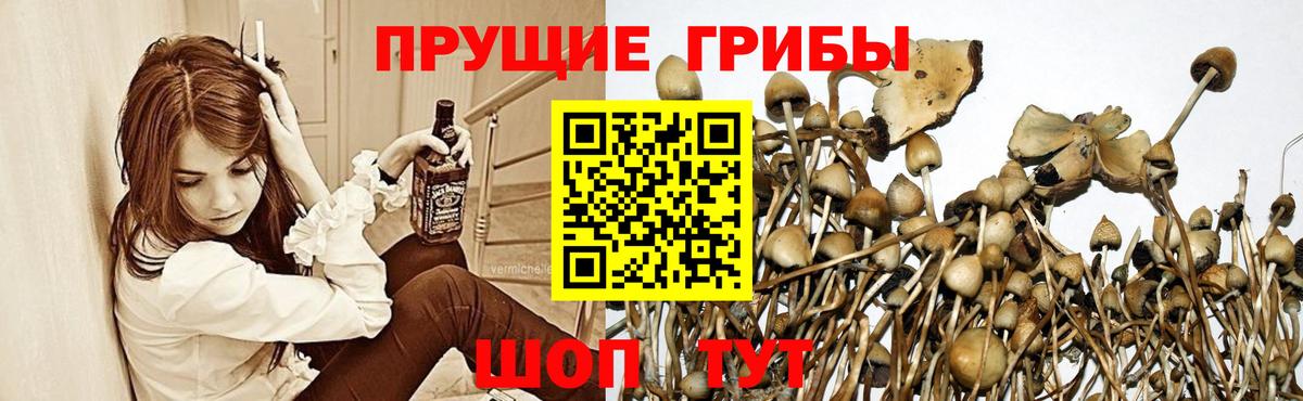 Галлюциногенные грибы GOLDEN TEACHER Менделеевск